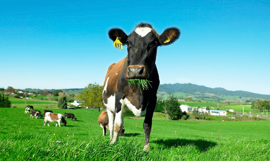 ニュージーランドの乳牛を使用しています